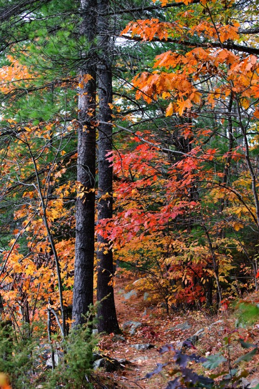 Autumn Pathway in Woods